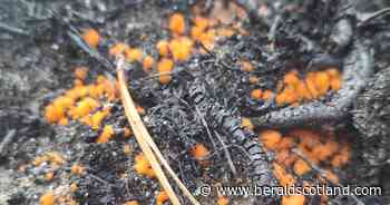 Fire-loving fungi 'first sign of life' at burned Cairngorms landscape