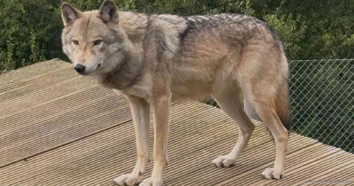 Dogs abused in Falkirk thriving after being relocated to England