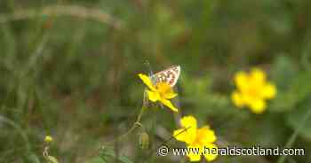 Vulnerable butterfly species benefiting from restoration project in Scottish Borders