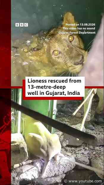 Lioness rescued from 13-metre-deep well in Gujarat, India #BBCNews
