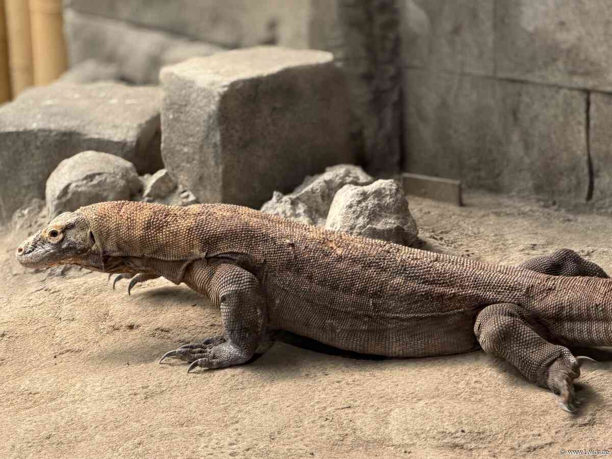 Erstmals in NRW: Komodowarane ziehen in Kölner Zoo ein