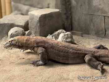 Erstmals in NRW: Komodowarane ziehen in Kölner Zoo ein