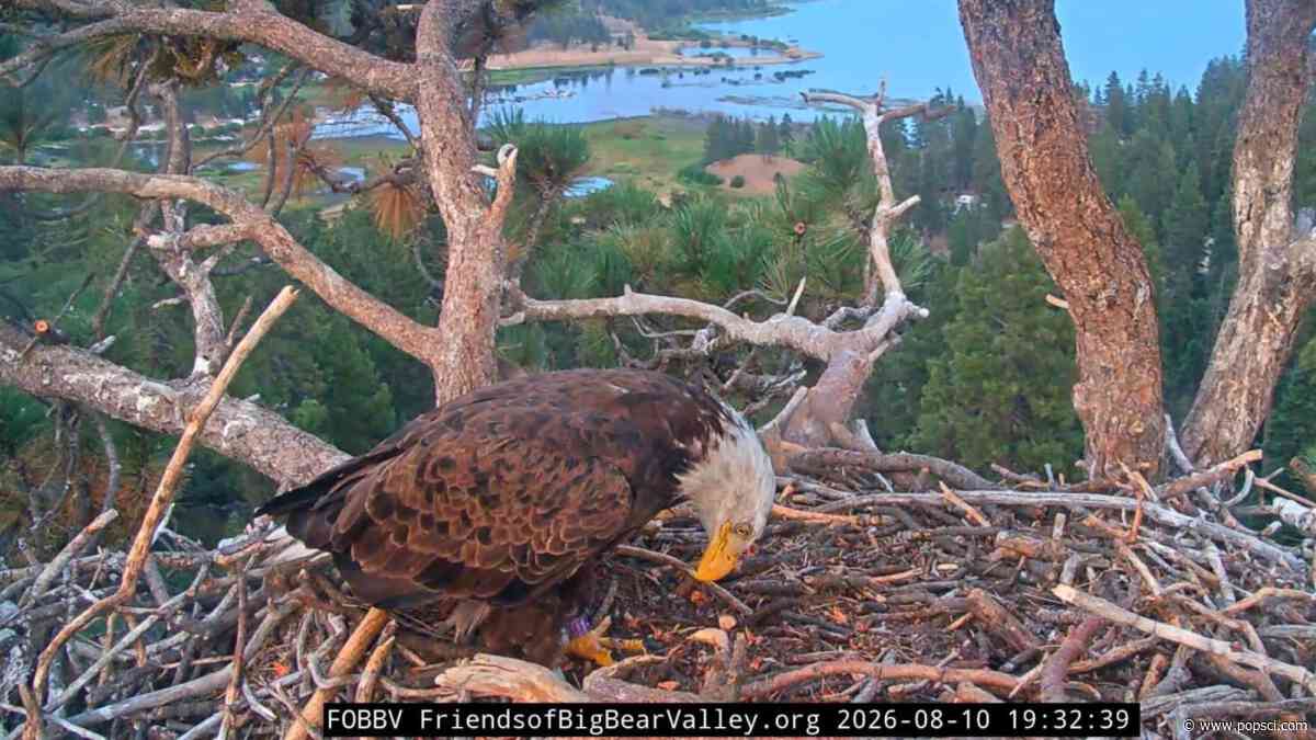 Who is KD1, the bald eagle spotted in Jackie and Shadow’s nest?