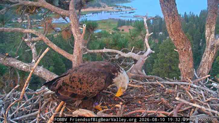 Who is KD1, the bald eagle spotted in Jackie and Shadow’s nest?
