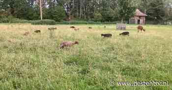 Bloed in het gras en verdwenen schapen op kinderboerderij in Olst: ‘Dit is mensenwerk’