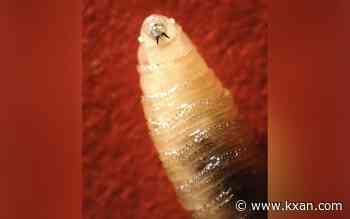 More cases of parasitic screwworm confirmed. Here's who is at risk, where it's spreading