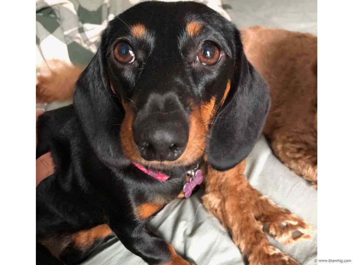 Kingston owner of dachshund killed by off-leash dog wants safety concerns addressed