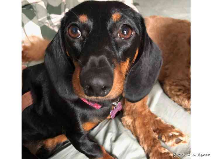 Kingston owner of dachshund killed by off-leash dog wants safety concerns addressed