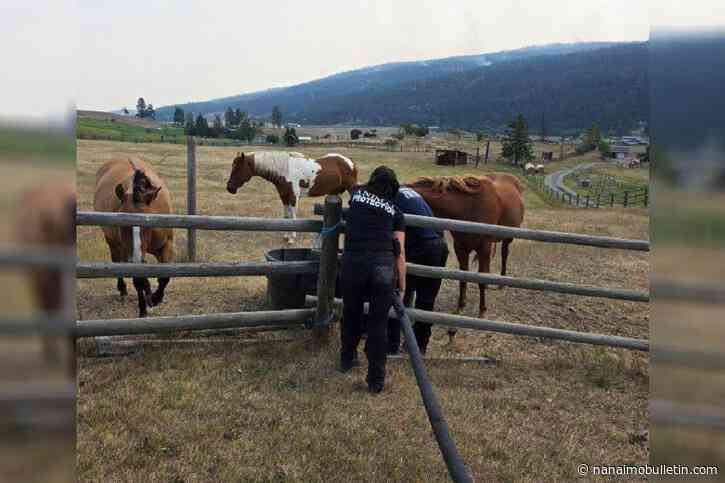 BC SPCA working to save stranded animals in wildfire zones