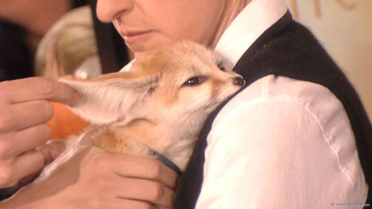 Jeff Corwin Brings a Baby Hyena & Bengal Tiger!