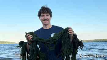 Sask. Polytech grad sees biofuel potential in unwanted algae from lakes