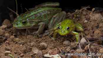How did these frogs get into Brighton? A council is considering spending $40,000 to find out