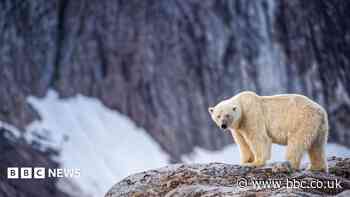 Person fined after using foghorn to wake sleeping polar bear