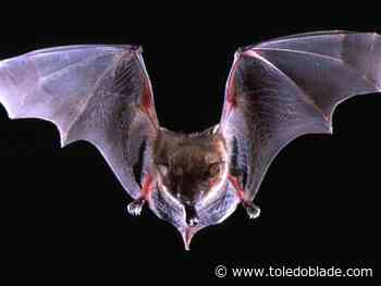 Rabies-positive bat confirmed in Lucas County