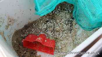 Campaigners say official nurdle clean-up operation 'still not enough'