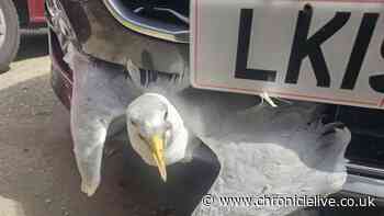 'They usually bounce off' - Lucky escape for gull trapped in grille after being hit by car in County Durham