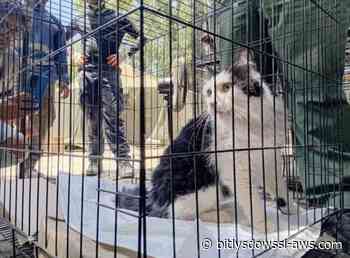 Gato es rescatado con vida tras 49 días bajo los escombros en Caraballeda