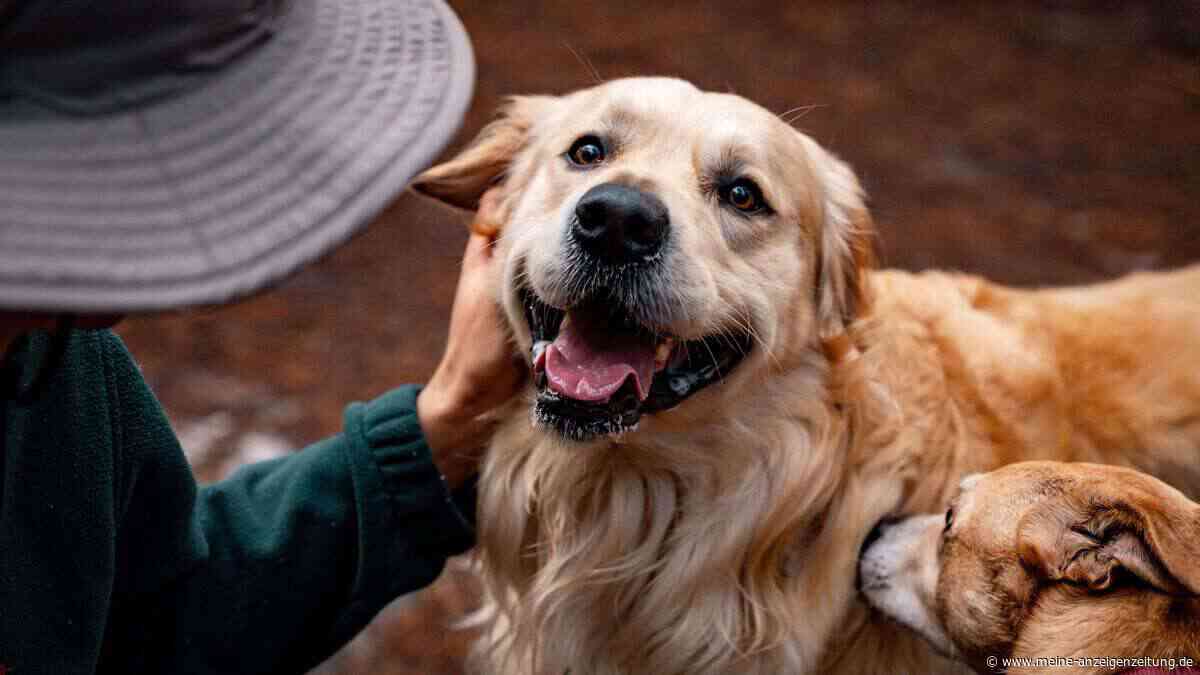 Ungewöhnliche Tierfreundschaft befreit Hund aus Depression: „Fing wieder an zu lächeln“