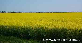 Growers push the envelope on canola rotations targeting higher margins