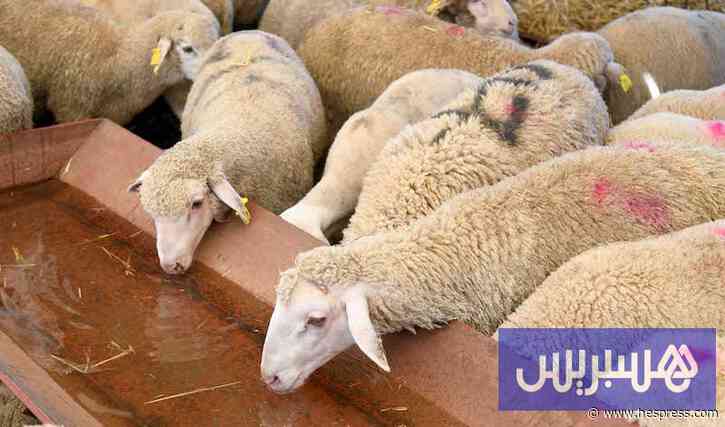 ندرة العرض وكلفة الأعلاف ترفعان أسعار "خرف