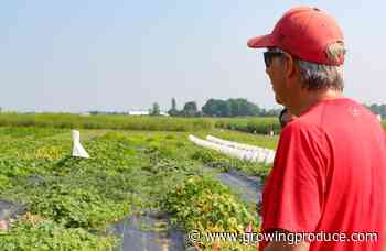 Why Managing Complexity Comes Naturally for Vegetable Growers