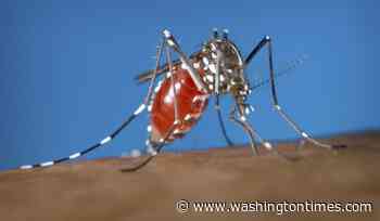 Cases rising of mosquito-borne disease dengue in Tampa Bay area