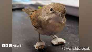 Bird booties built for feathered friend hit by car