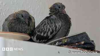 Eggs hatch after pigeon makes nest in woman's make-up bag