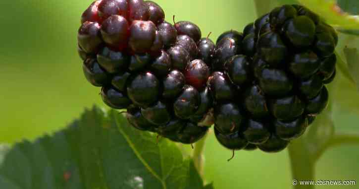 Georgia farmers looking ahead to fall harvest after historic 11-month drought ends