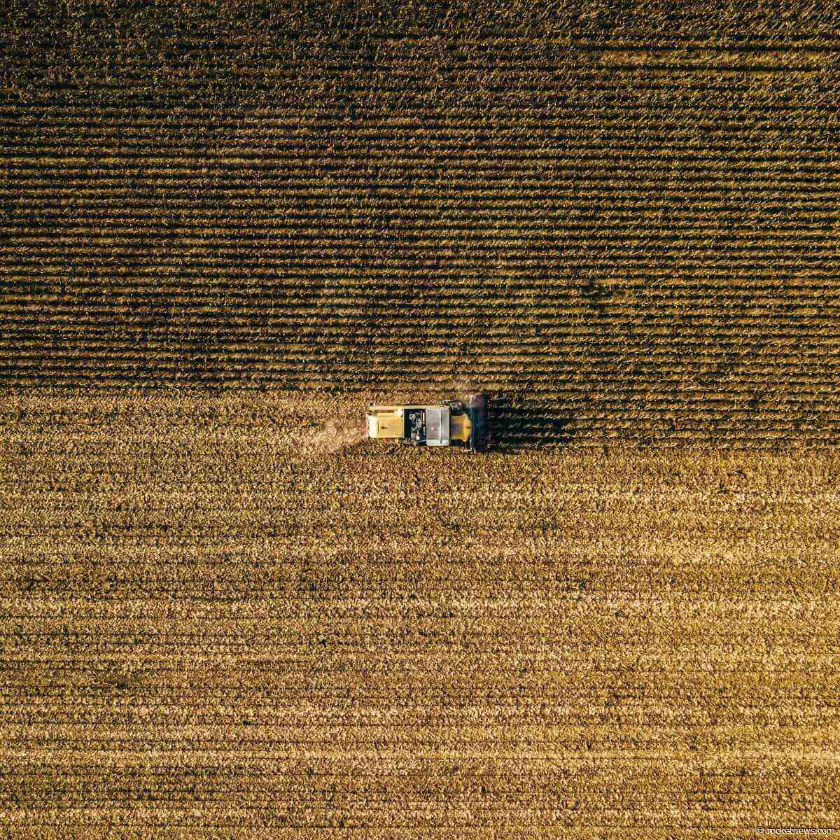 Wheat Rallying on Black Sea Strikes