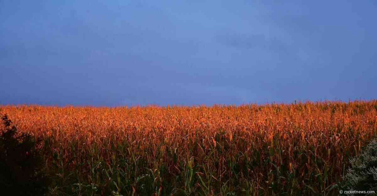 Corn Popping Higher on Wednesday with Spillover from Wheat