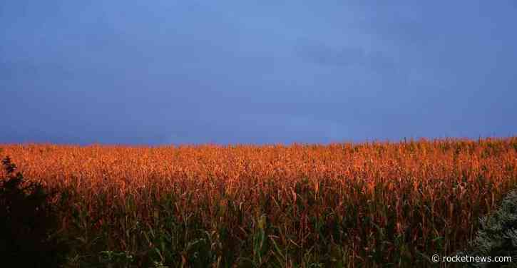 Corn Popping Higher on Wednesday with Spillover from Wheat