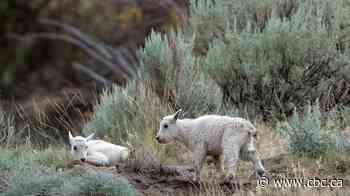 Wildfire near Summerland threatens mountain goats living on nearby cliffs