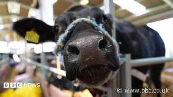 Farm show bans cattle and sheep amid outbreak