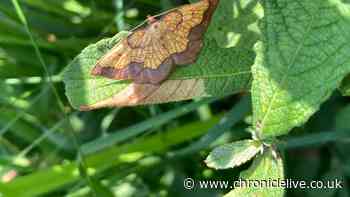 Rare moth colony discovered at Northumberland National Trust estate