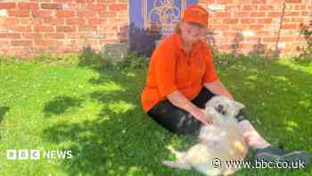 'We stand up for animals who do not have a voice'
