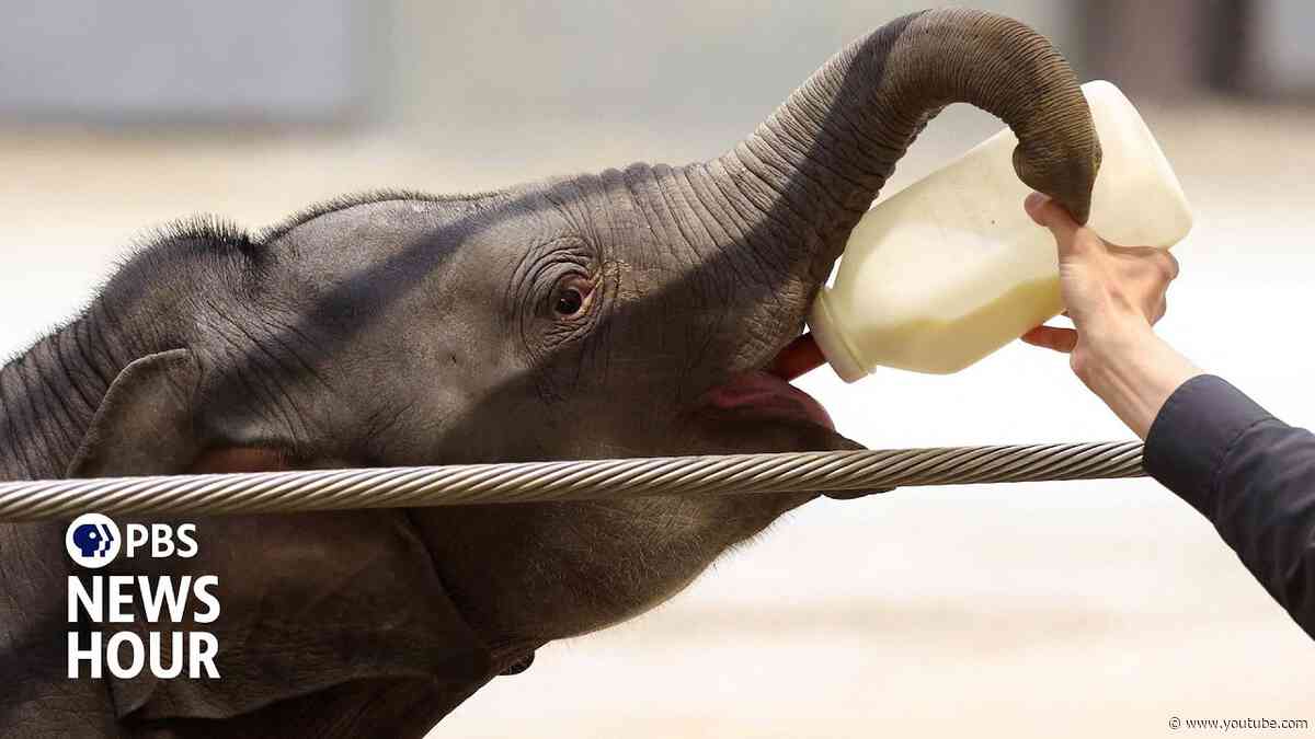 Baby elephant at National Zoo helps lead fight against deadly disease