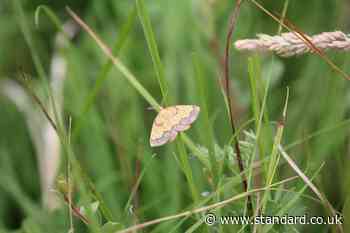 Hidden population of rare moth discovered after conservationist’s lifetime hunt
