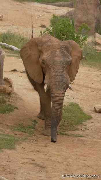 World Elephant Day