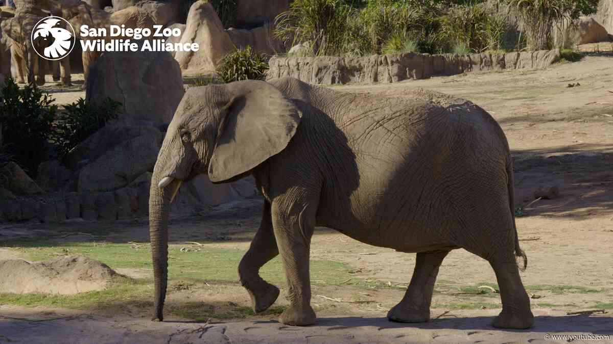 Meet the Herd: Ndlula | San Diego Zoo Safari Park