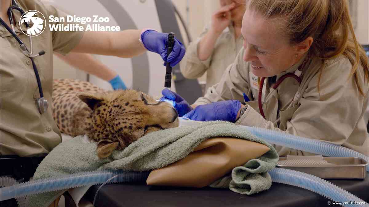 A Day in the Life of the Vet Team | San Diego Zoo Safari Park