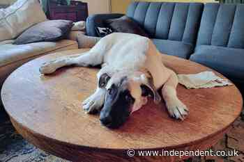 California dog is euthanized even though the case to save it reached the Supreme Court