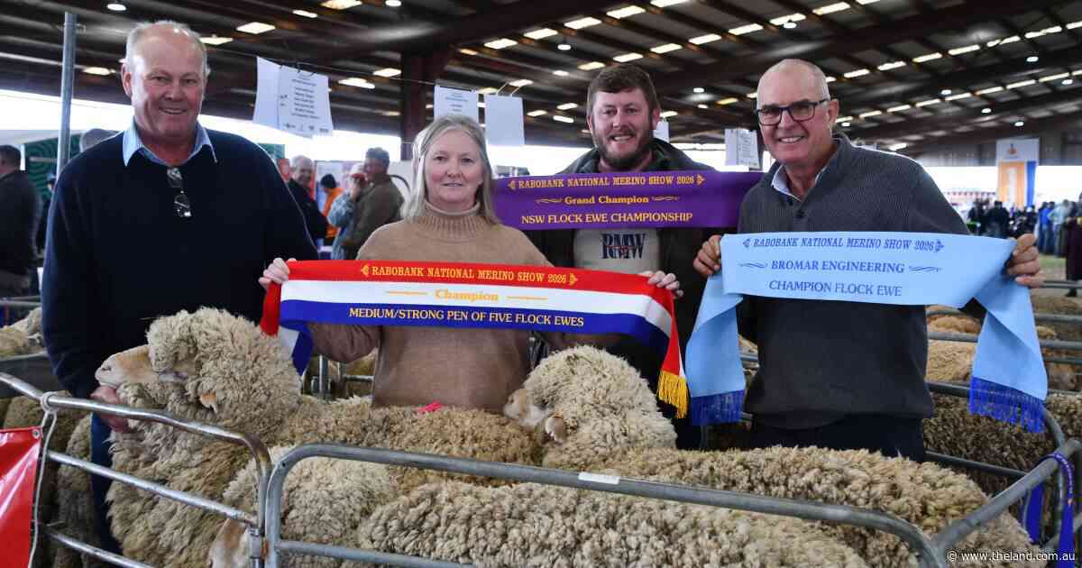 Five sheep selected by chance claim flock ewe title at National Merino Show