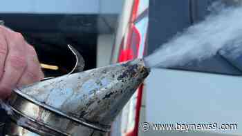 Downtown Tampa rooftop hives offer safe haven for honey bees
