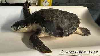 He's been to shell and back! Rhossi, one of the world's rarest turtles is FLOWN home after washing up on UK beach