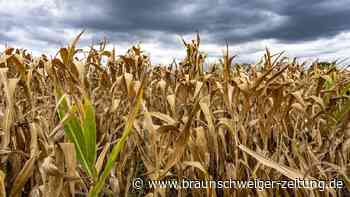Dürre in Deutschland: Bauernverband befürchtet teils totalen Ernteausfall