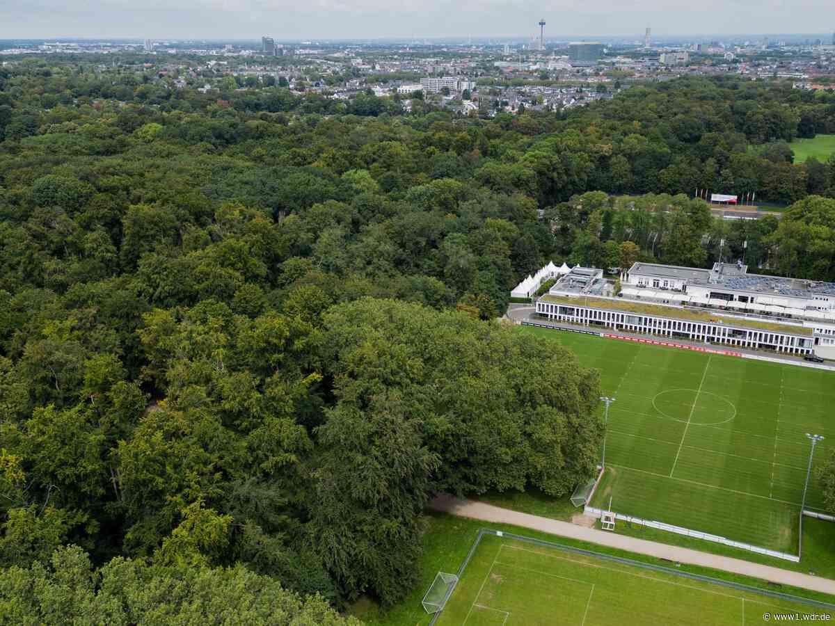 Gericht entscheidet über Trainingsplätze des 1. FC Köln
