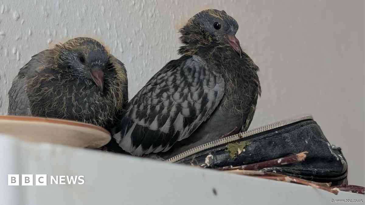 'Two pigeon chicks have hatched in my makeup bag'