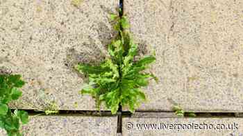 I stop weeds growing on my patio by using 2 everyday kitchen items — one worked best
