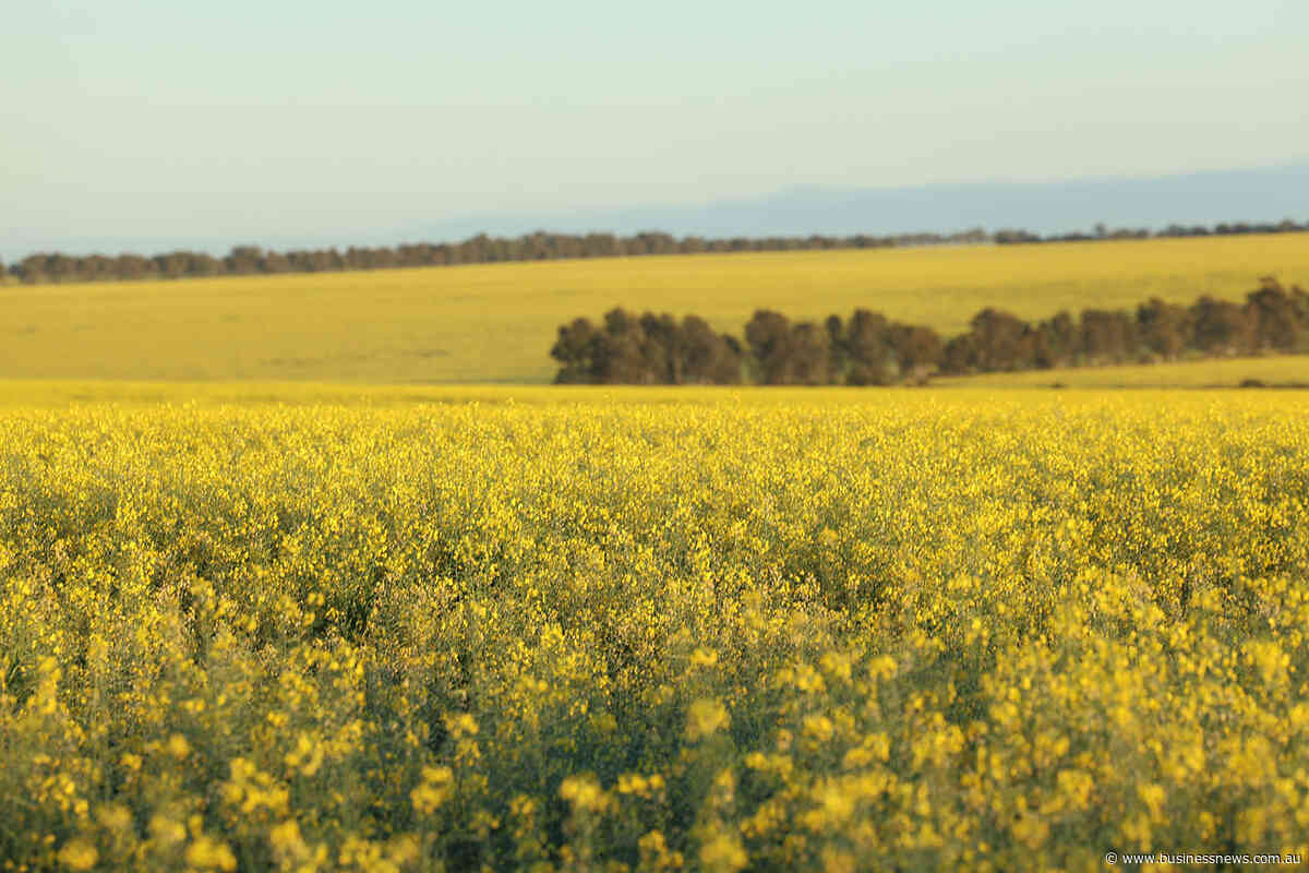 Frost, poor rain ends talk of another bumper crop for WA farmers